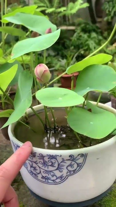 Bonsai Lotus Flower Seeds