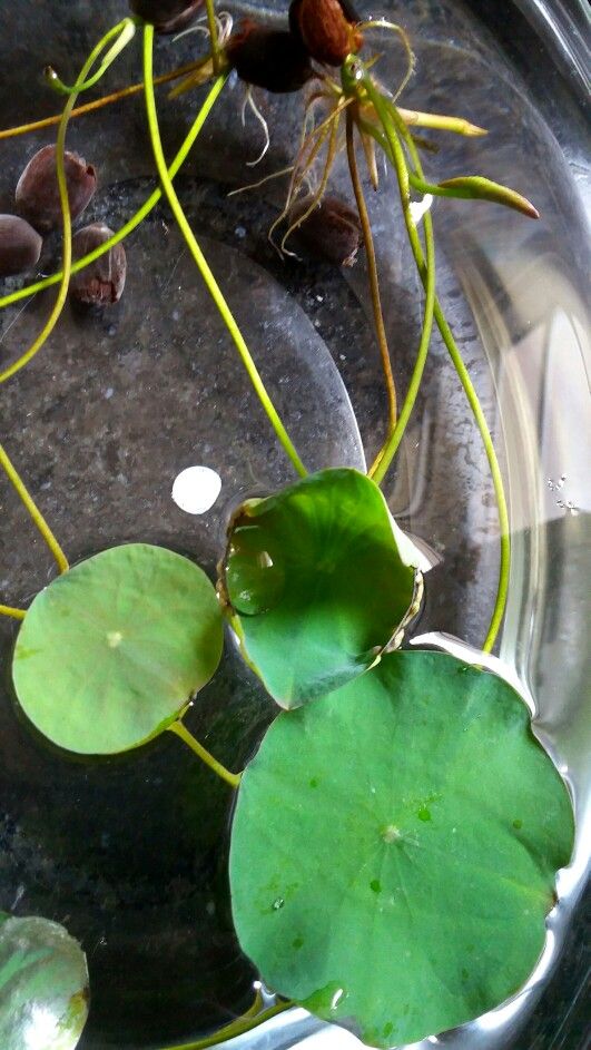 Bonsai Lotus Flower Seeds