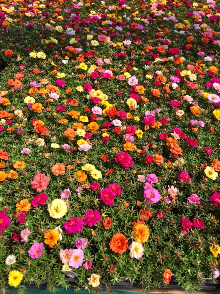 Elegant Climbing Rose Flower Seeds