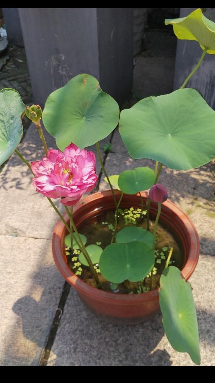 Bonsai Lotus Flower Seeds